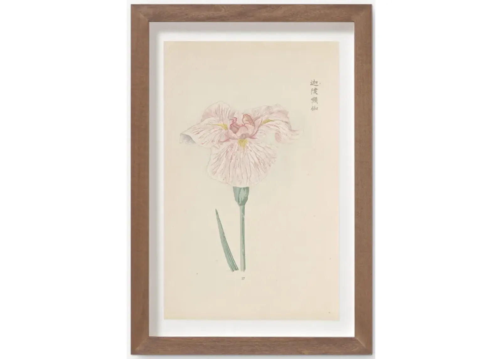 Vintage Japanese Iris No. 17 Wall Art by Miyoshi Manabu