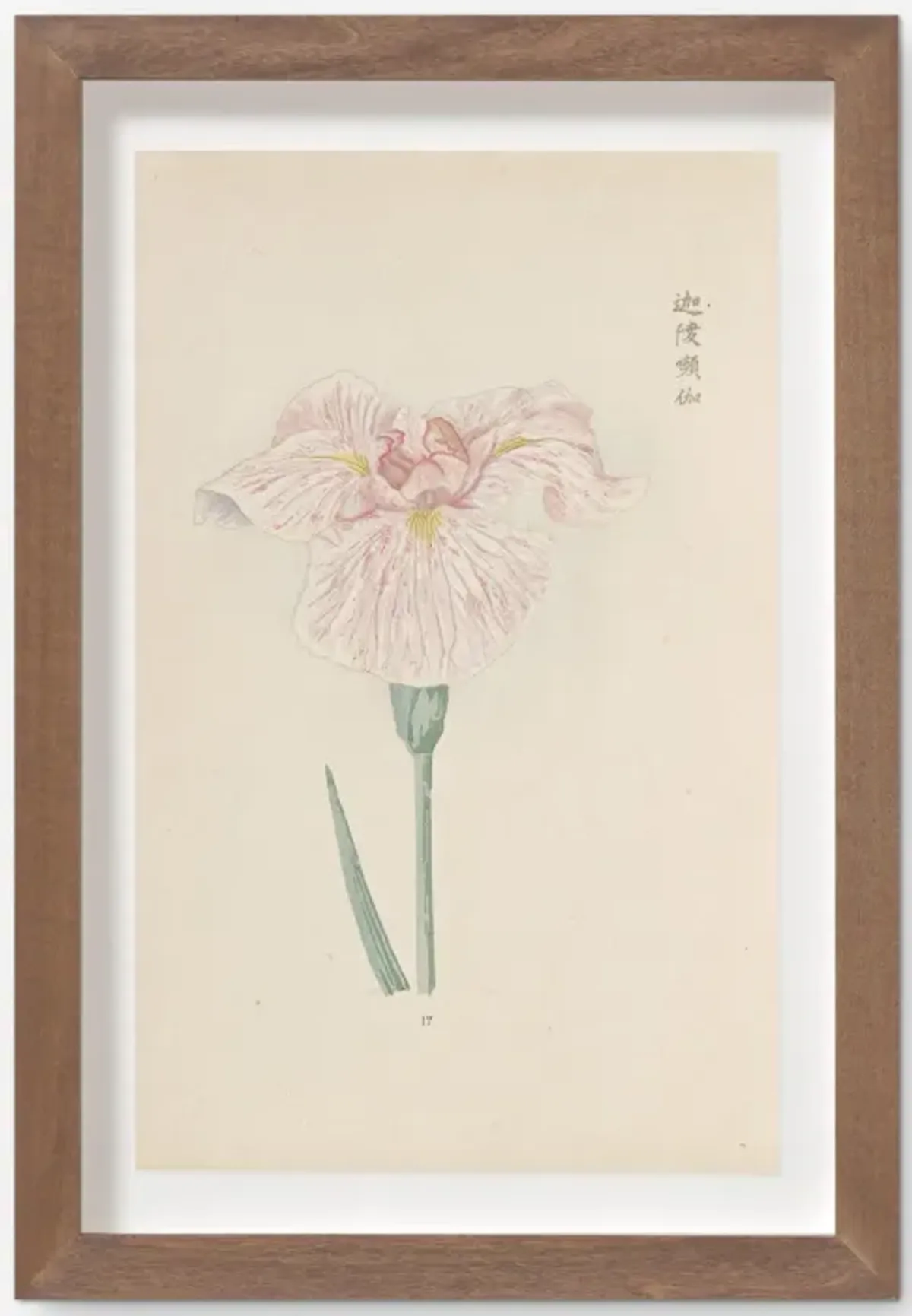 Vintage Japanese Iris No. 17 Wall Art by Miyoshi Manabu