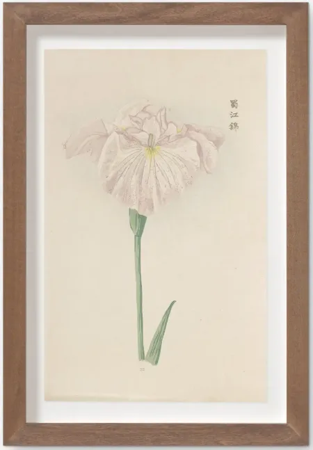 Vintage Japanese Iris No. 22 Wall Art by Miyoshi Manabu