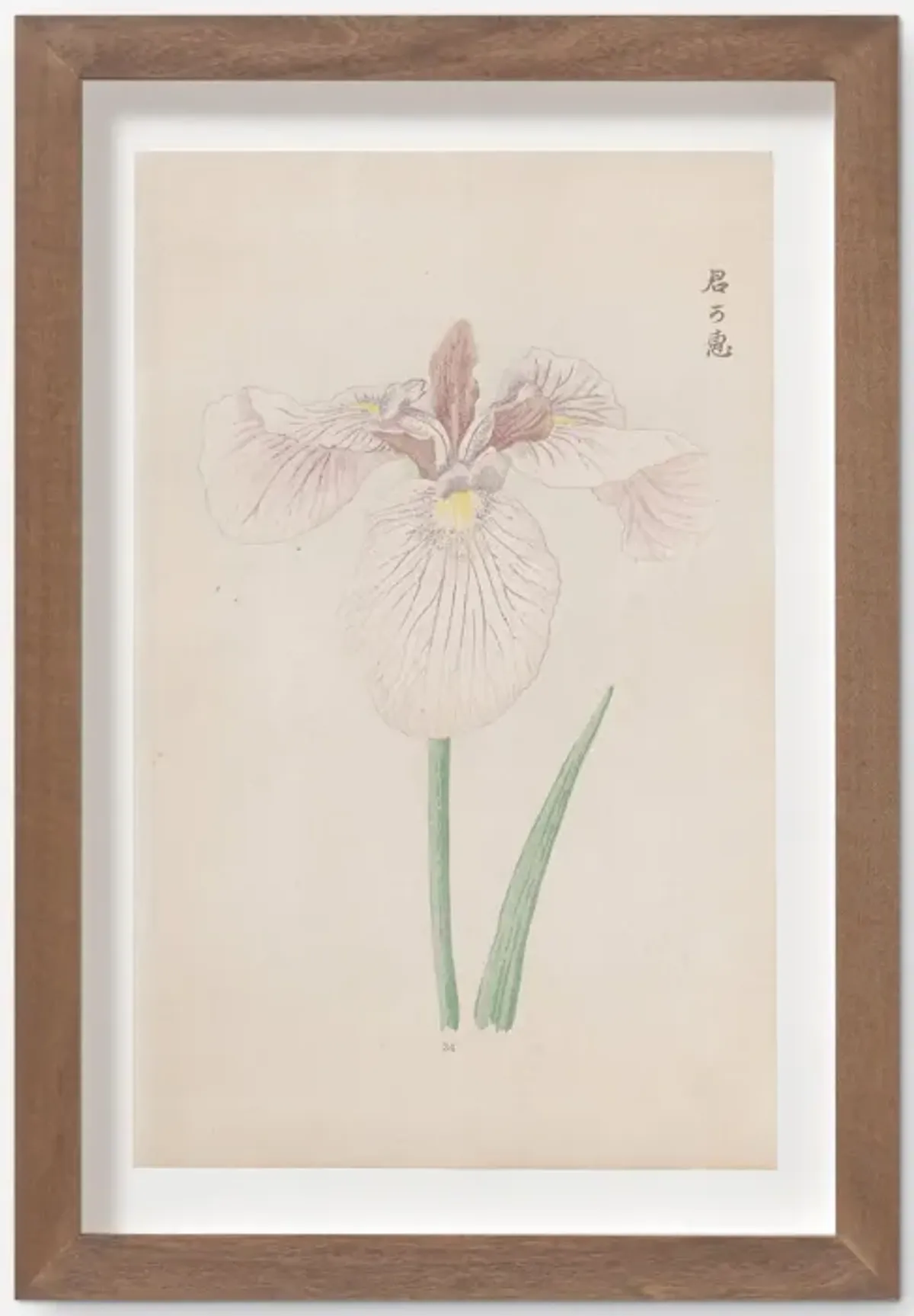 Vintage Japanese Iris No. 34 Wall Art by Miyoshi Manabu