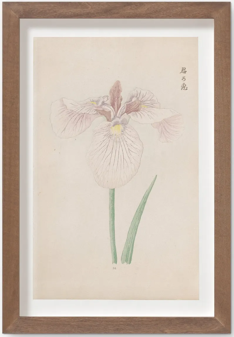 Vintage Japanese Iris No. 34 Wall Art by Miyoshi Manabu