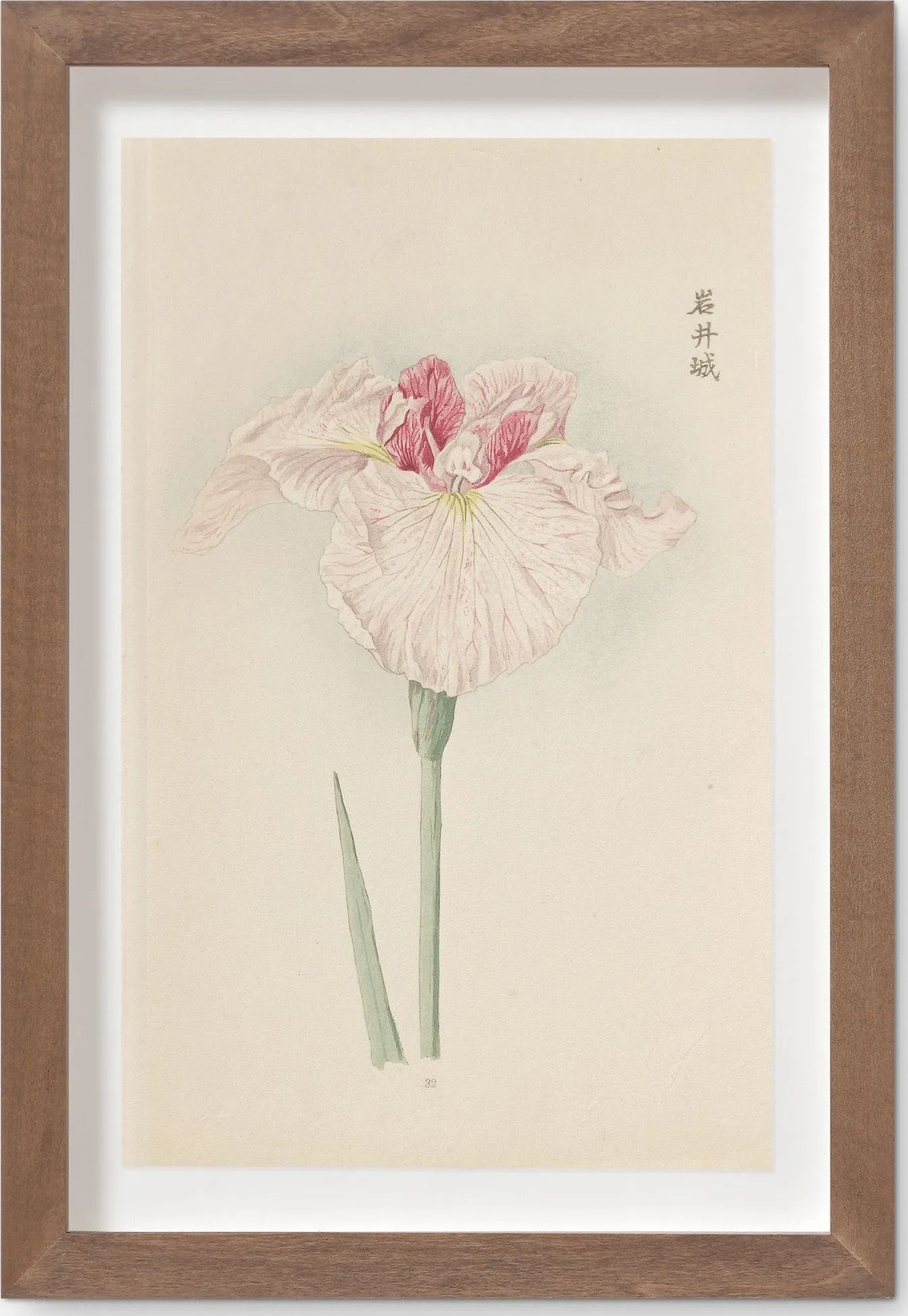 Vintage Japanese Iris No. 32 Wall Art by Miyoshi Manabu