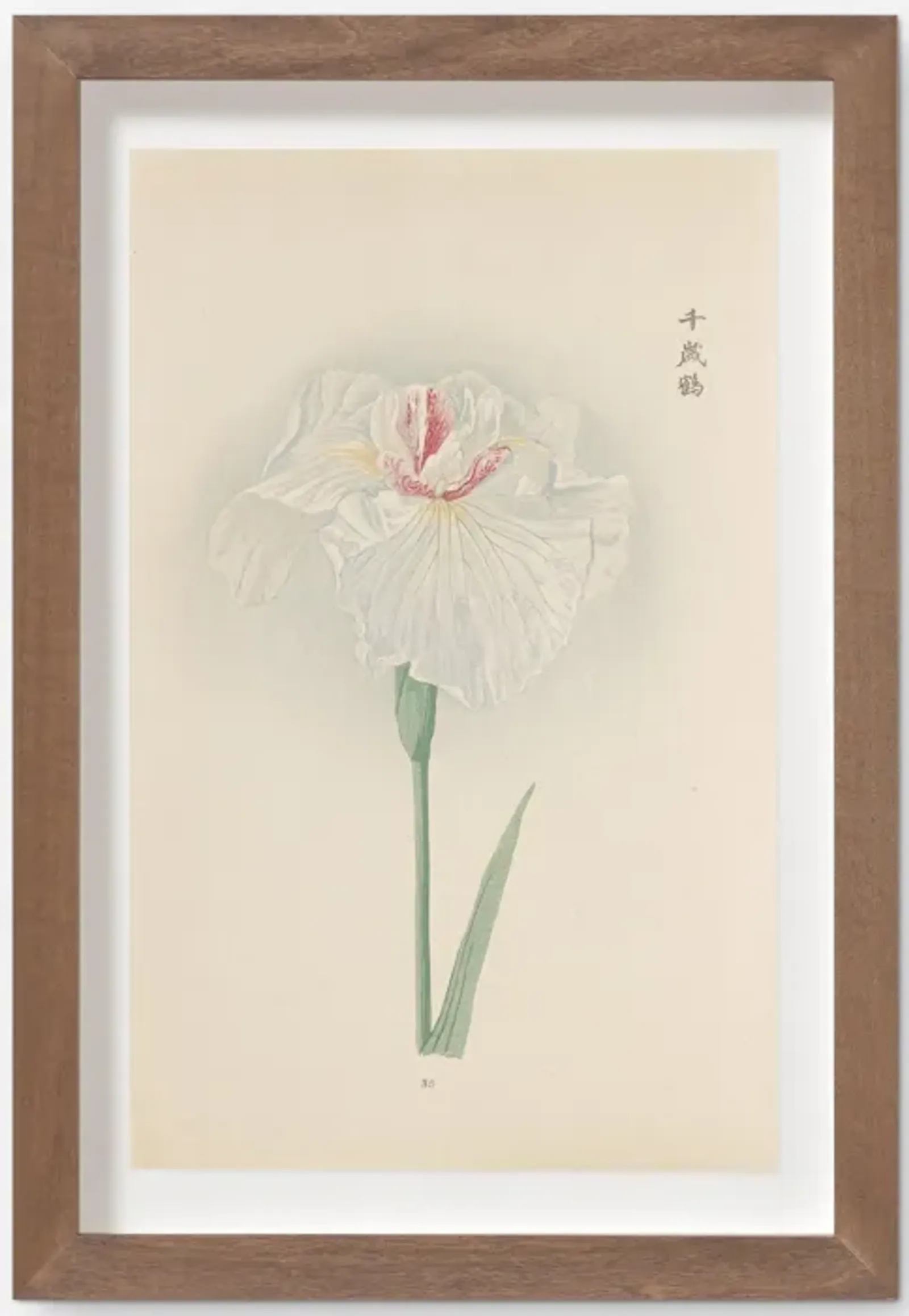 Vintage Japanese Iris No. 35 Wall Art by Miyoshi Manabu