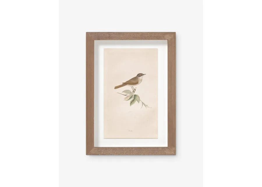 Vintage Bird Watercolor No. 68 Wall Art by Visual Contrast