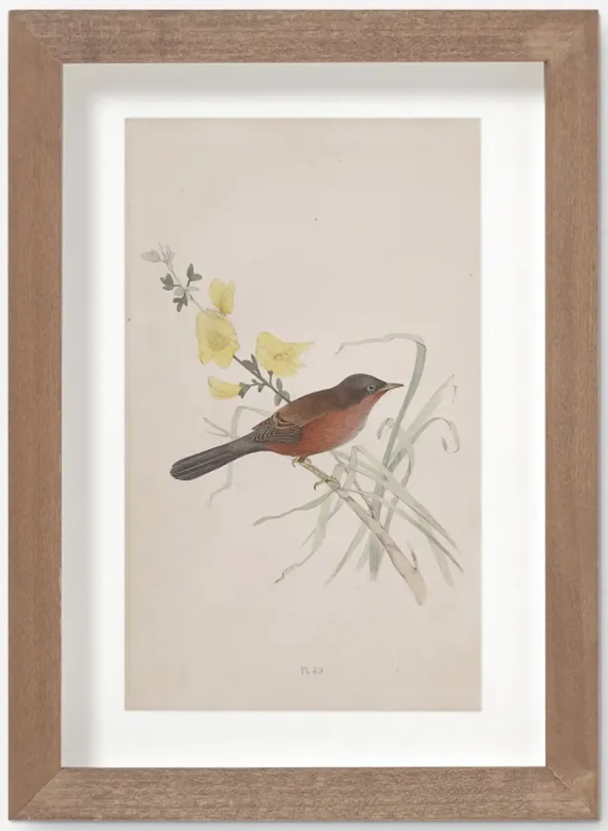 Vintage Bird Watercolor No. 69 Wall Art by Visual Contrast