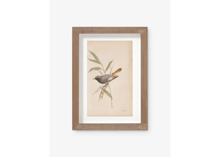 Vintage Bird Watercolor No. 60 Wall Art by Visual Contrast