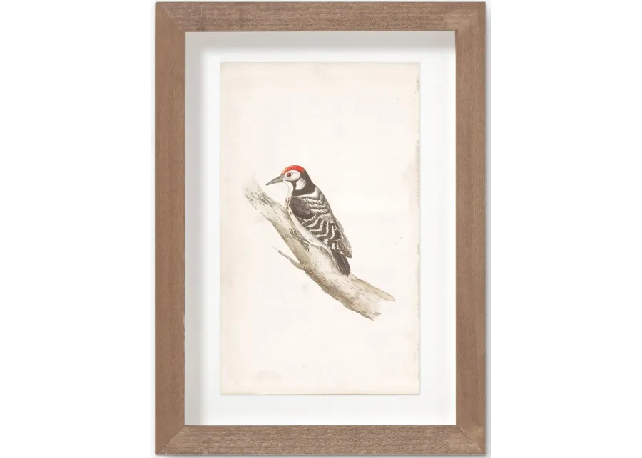 Vintage Bird Watercolor No. 00 Wall Art by Visual Contrast