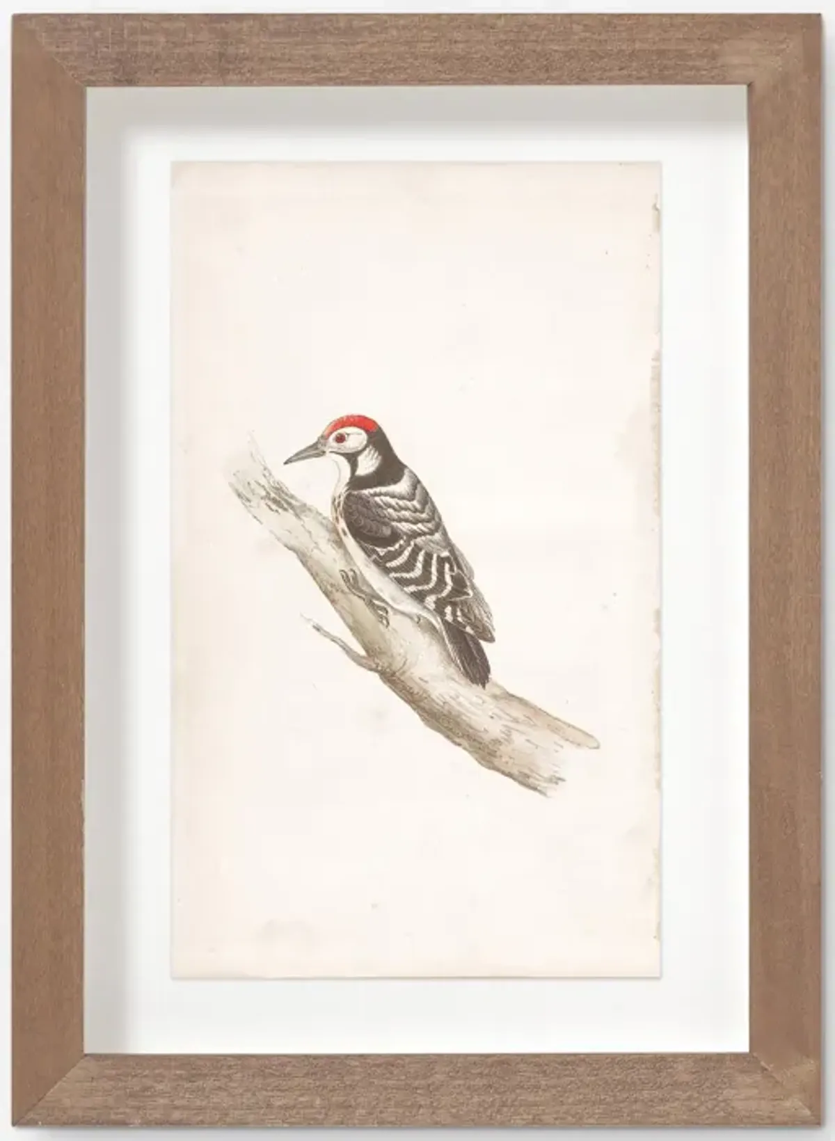 Vintage Bird Watercolor No. 00 Wall Art by Visual Contrast