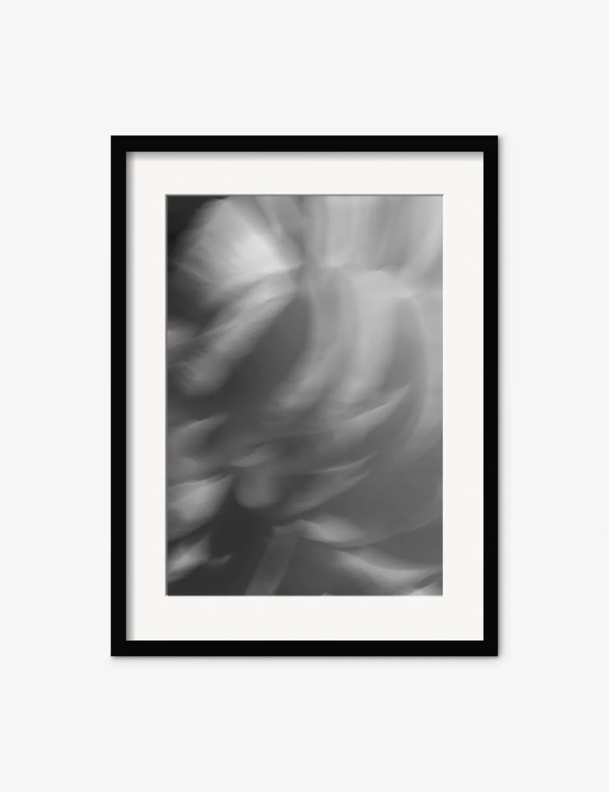 Ranunculus 1 Photography Print by Carley Rudd