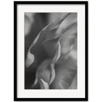 Ranunculus 2 Photography Print by Carley Rudd