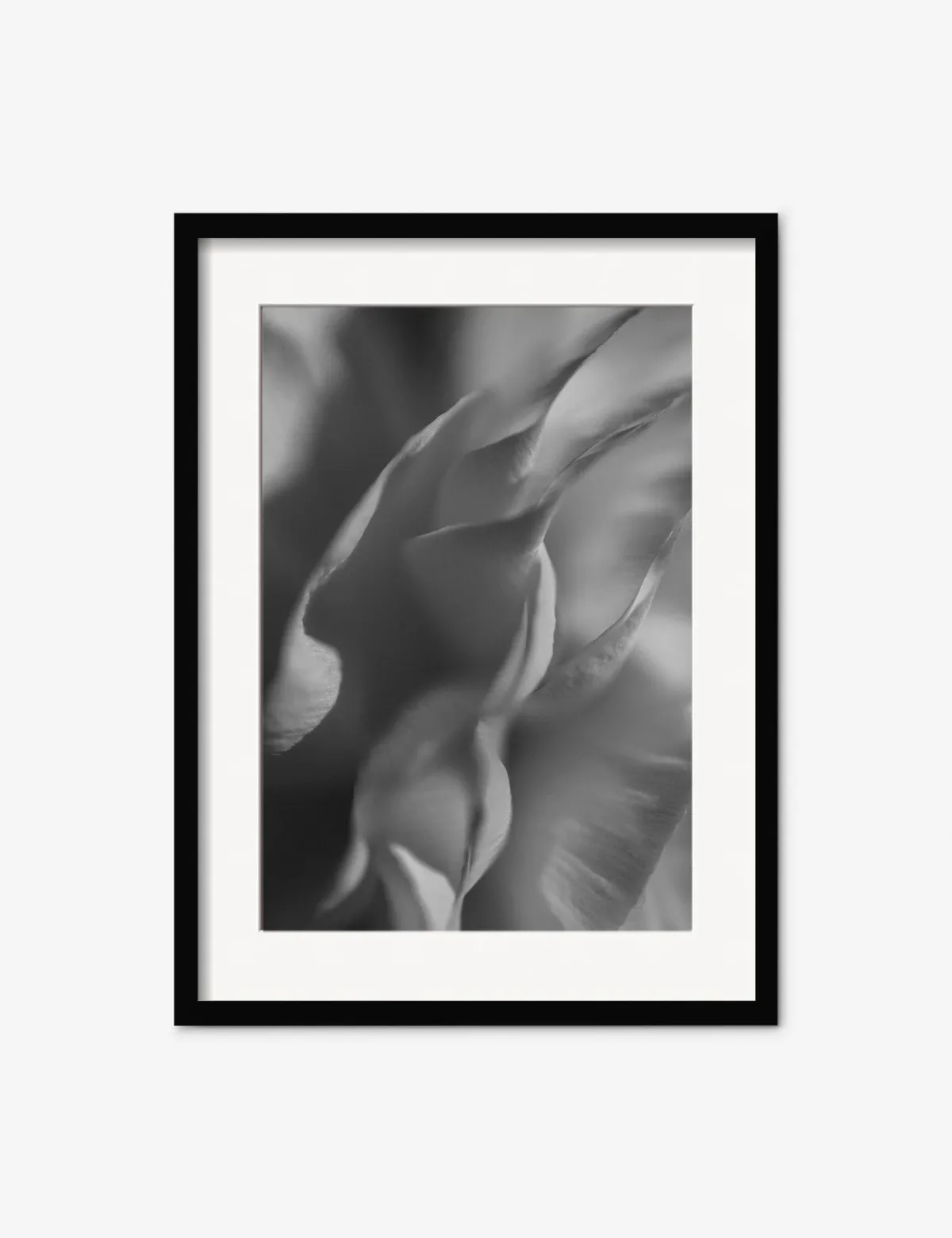 Ranunculus 2 Photography Print by Carley Rudd