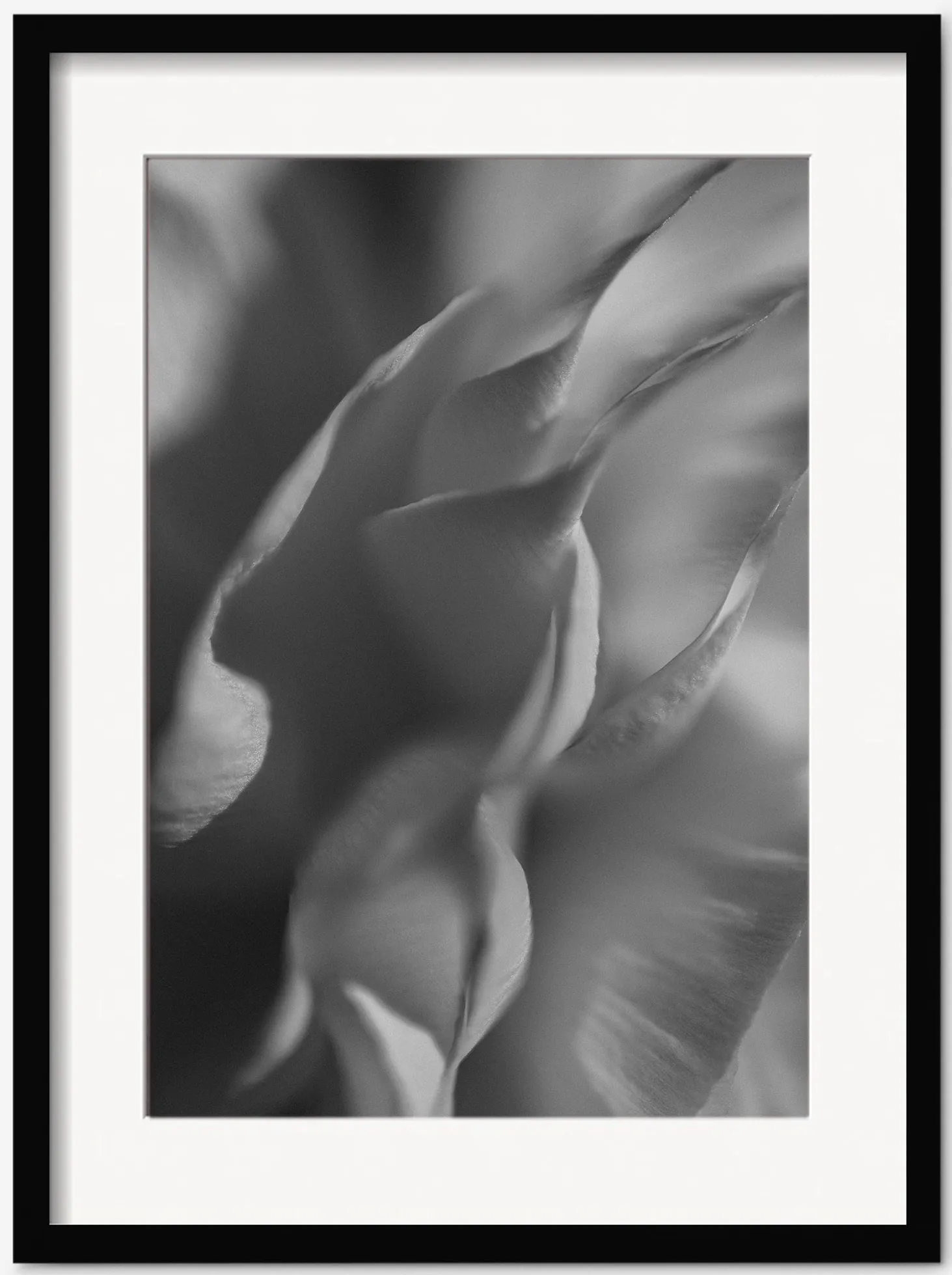 Ranunculus 2 Photography Print by Carley Rudd