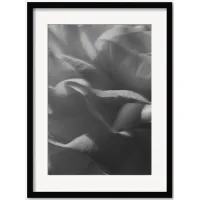 Ranunculus 3 Photography Print by Carley Rudd