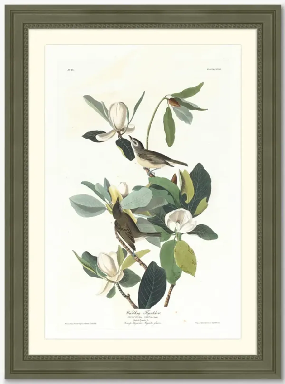 Wings of the Wild II Wall Art by Alex Zane