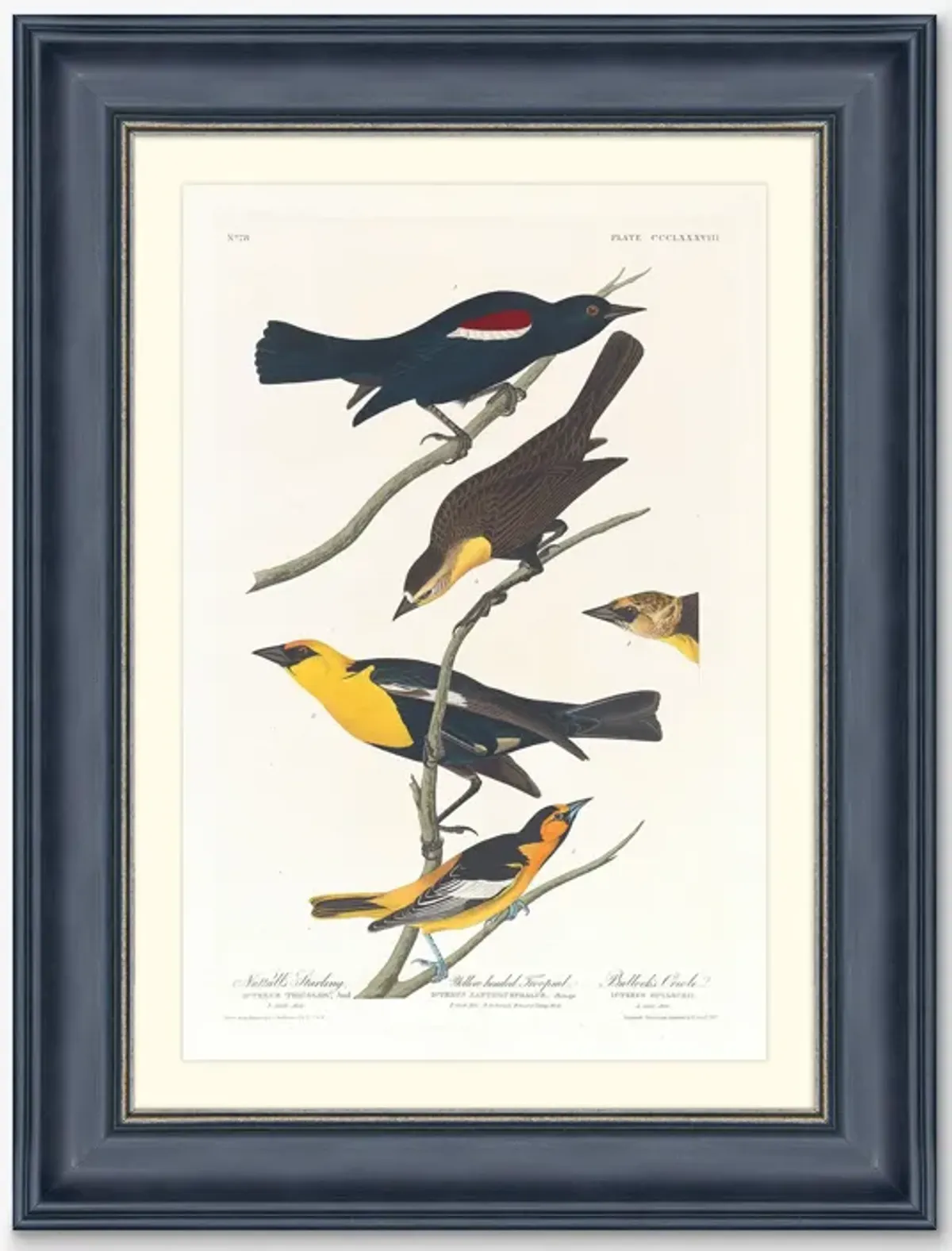 Wings of the Wild IV Wall Art by Alex Zane