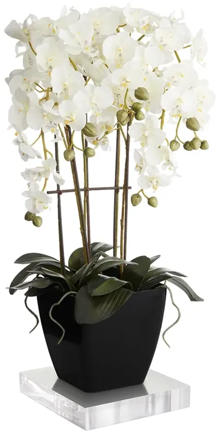 Large White Faux Orchid With 8" Square Acrylic Riser