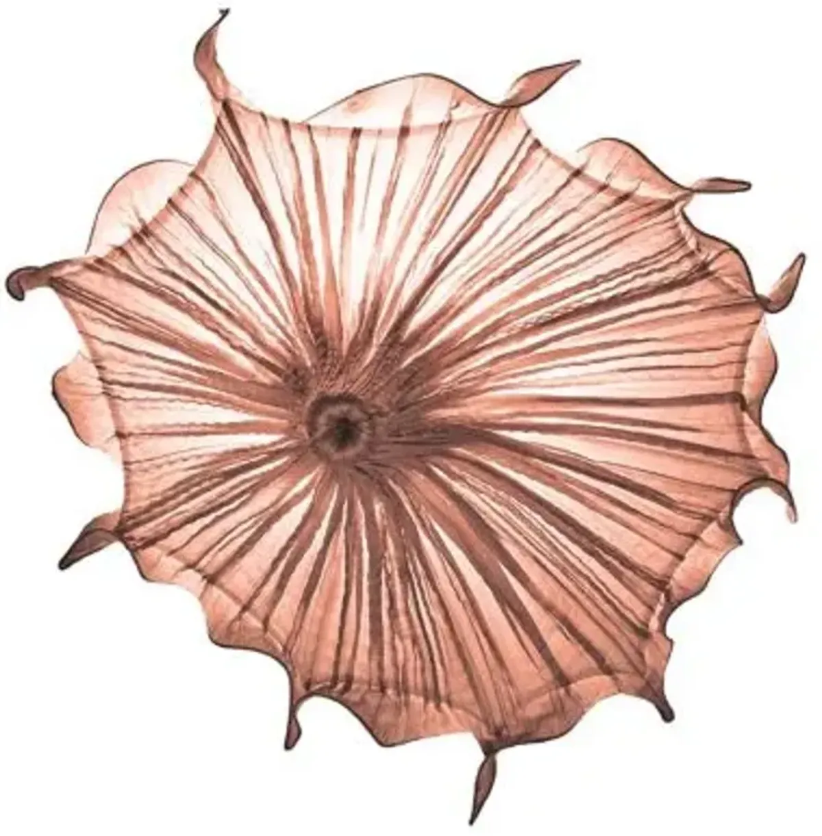 Medusa LED Wall Sconce
