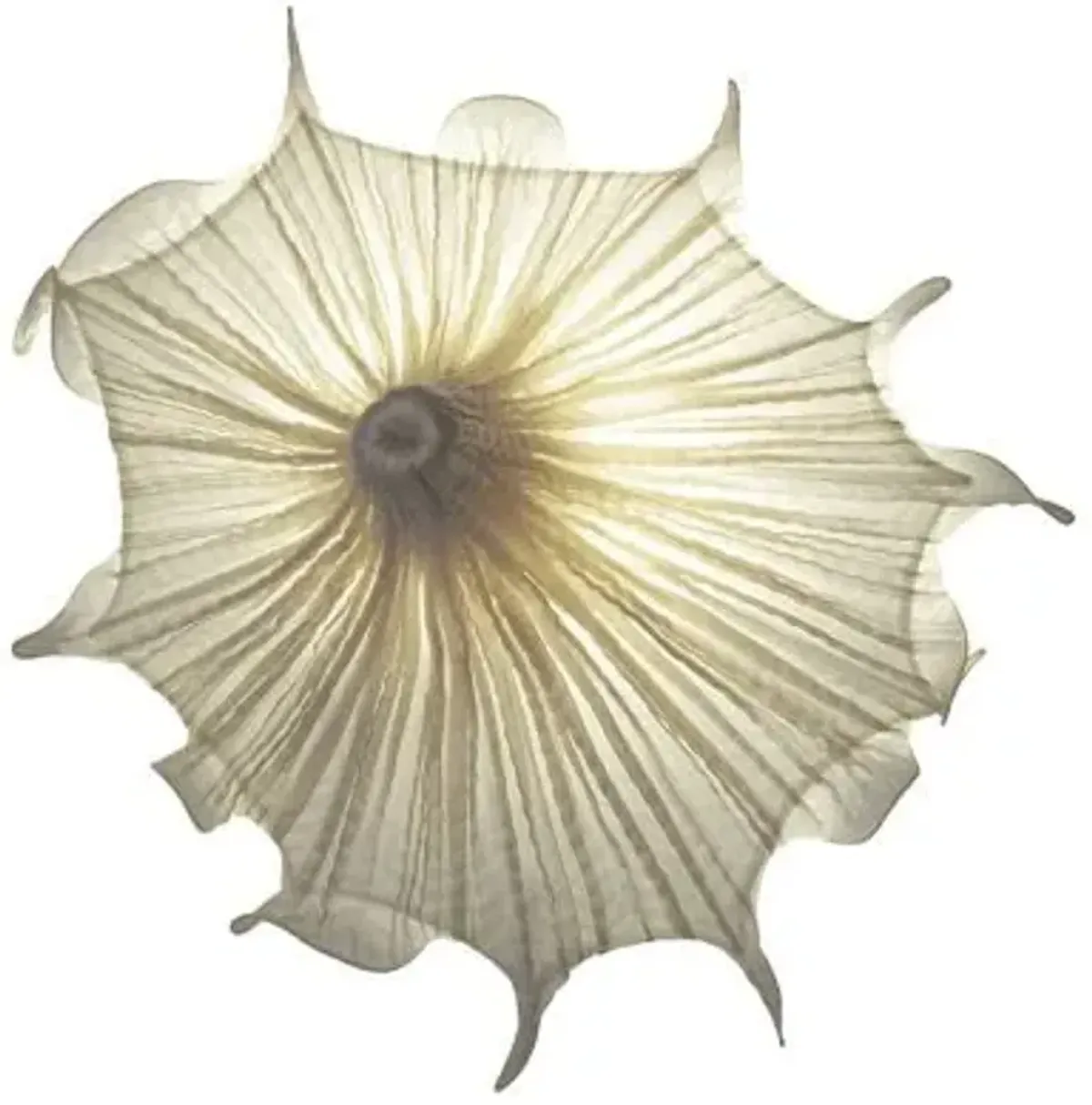 Medusa LED Wall Sconce