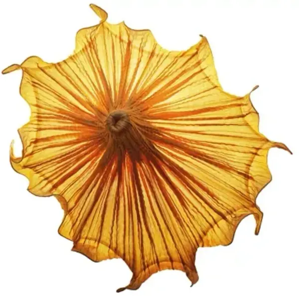 Medusa LED Wall Sconce