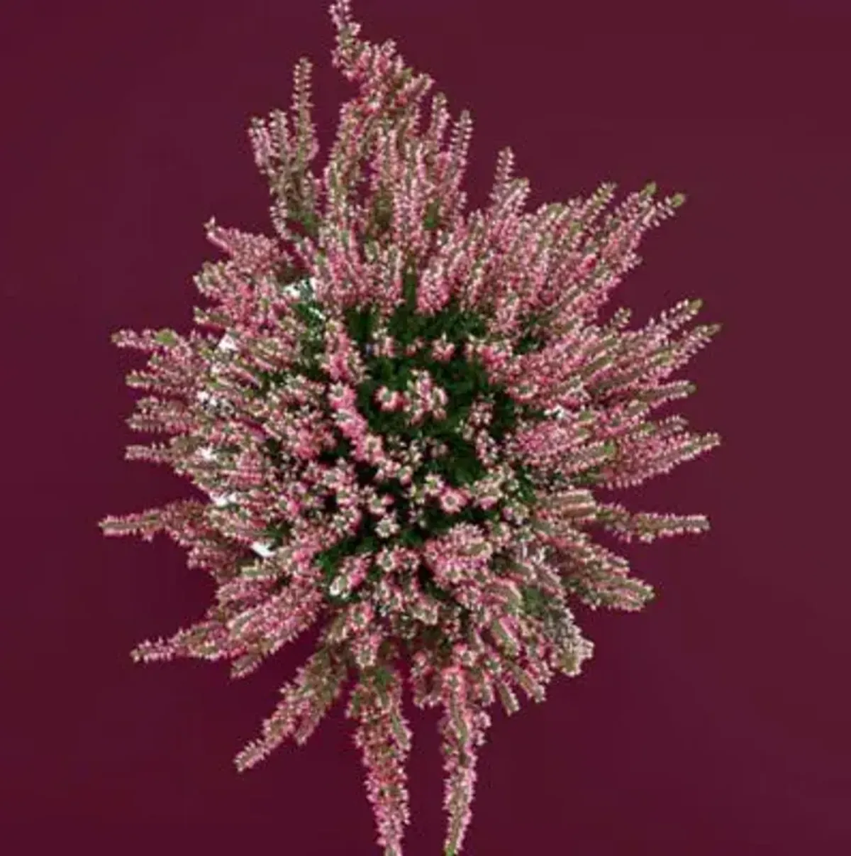 Opera+ Oval Dining Table