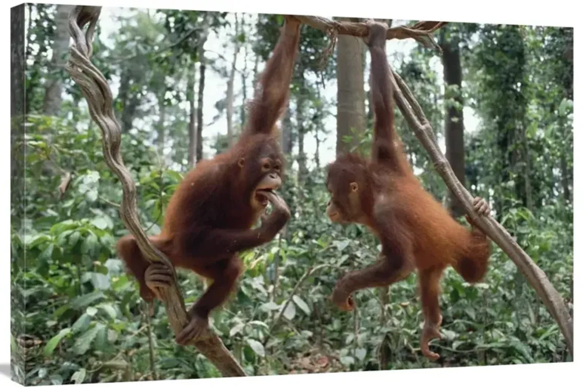 Orangutan pair playing in trees, Borneo-Canvas Art-36x24
