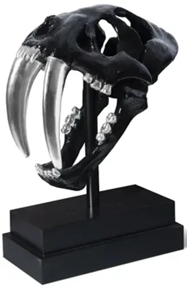 Saber Tooth Tiger Skull