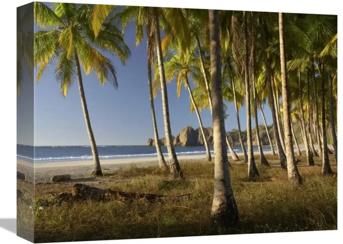 Palms at Playa Carrillo, Guanacaste, Costa Rica-Canvas Art-16x12