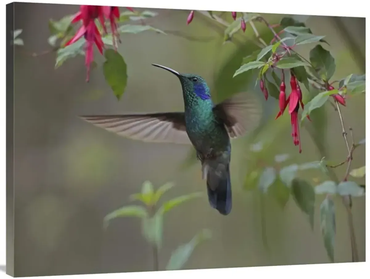 Green Violet-ear hummingbird foraging, Costa Rica-Canvas Art-40x30