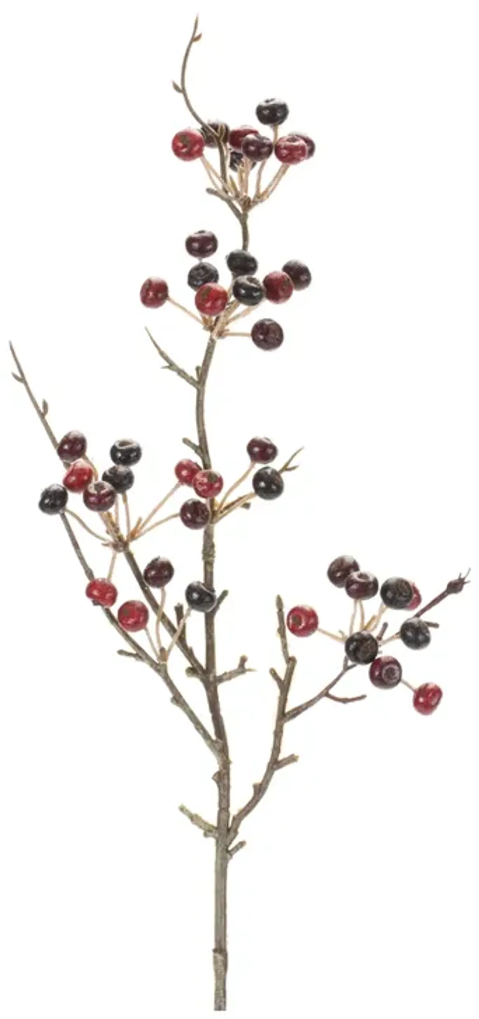 Variegated Berry Pod Spray (Set of 12)