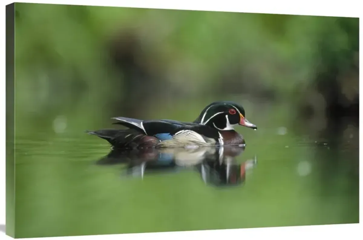 Wood Duck male portrait, British Columbia, Canada-Canvas Art-36x24