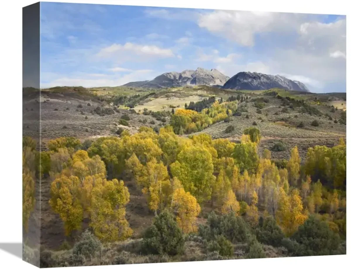 Quaking Aspen forest and Chair Mountain in autumn, Raggeds Wilderness, Colorado-Canvas Art-16x13.28