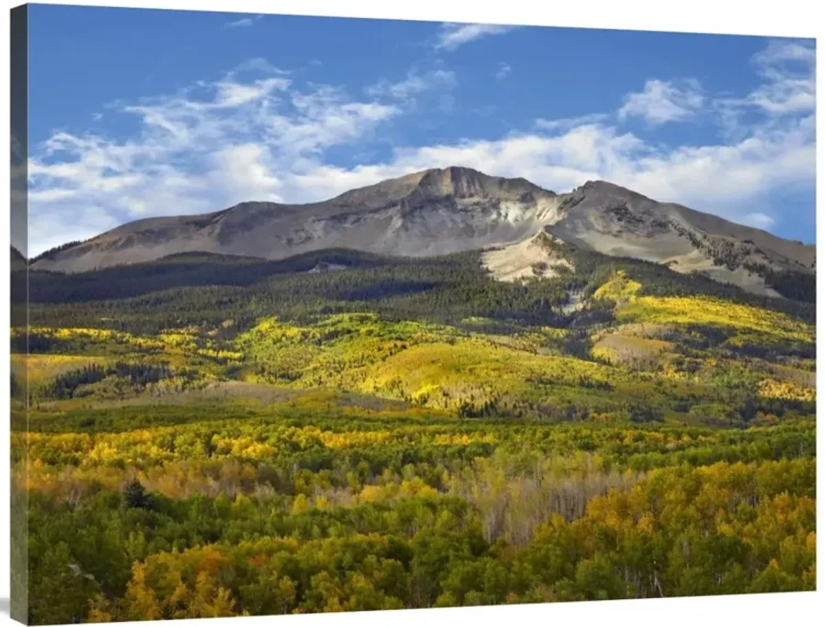Aspen forest and East Beckwith Mountain, West Elk Wilderness, Colorado-Canvas Art-40x30