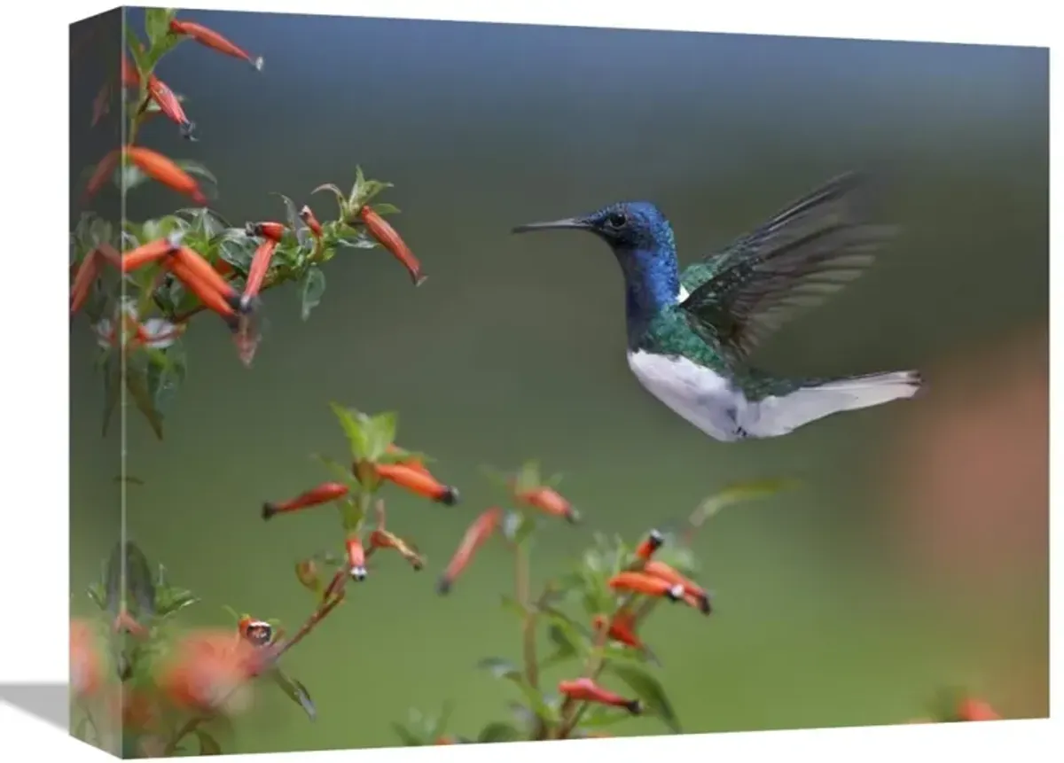 White-necked Jacobin hummingbird, male foraging, Costa Rica-Canvas Art-16x12