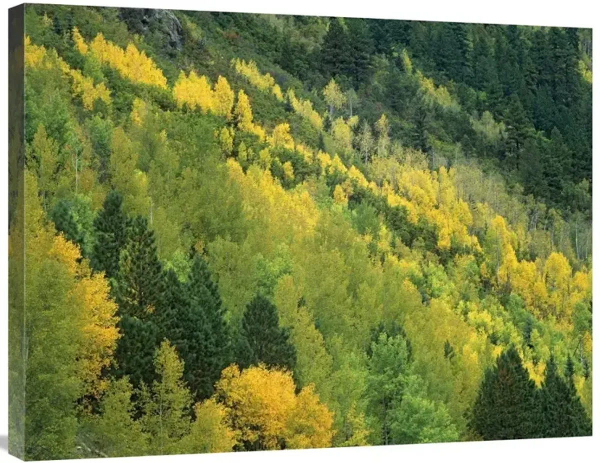 Aspen grove in fall colors, Gunnison National Forest, Colorado-Canvas Art-32x24