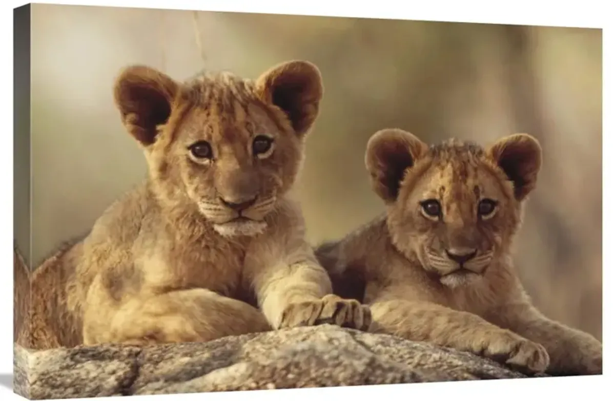 African Lion cubs resting on a rock, Hwange National Park, Zimbabwe, Africa-Canvas Art-30x20