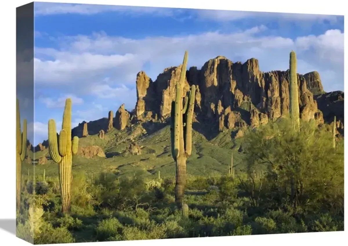 Saguaro cacti and Superstition Mountains at Lost Dutchman State Park, Arizona-Canvas Art-16x12
