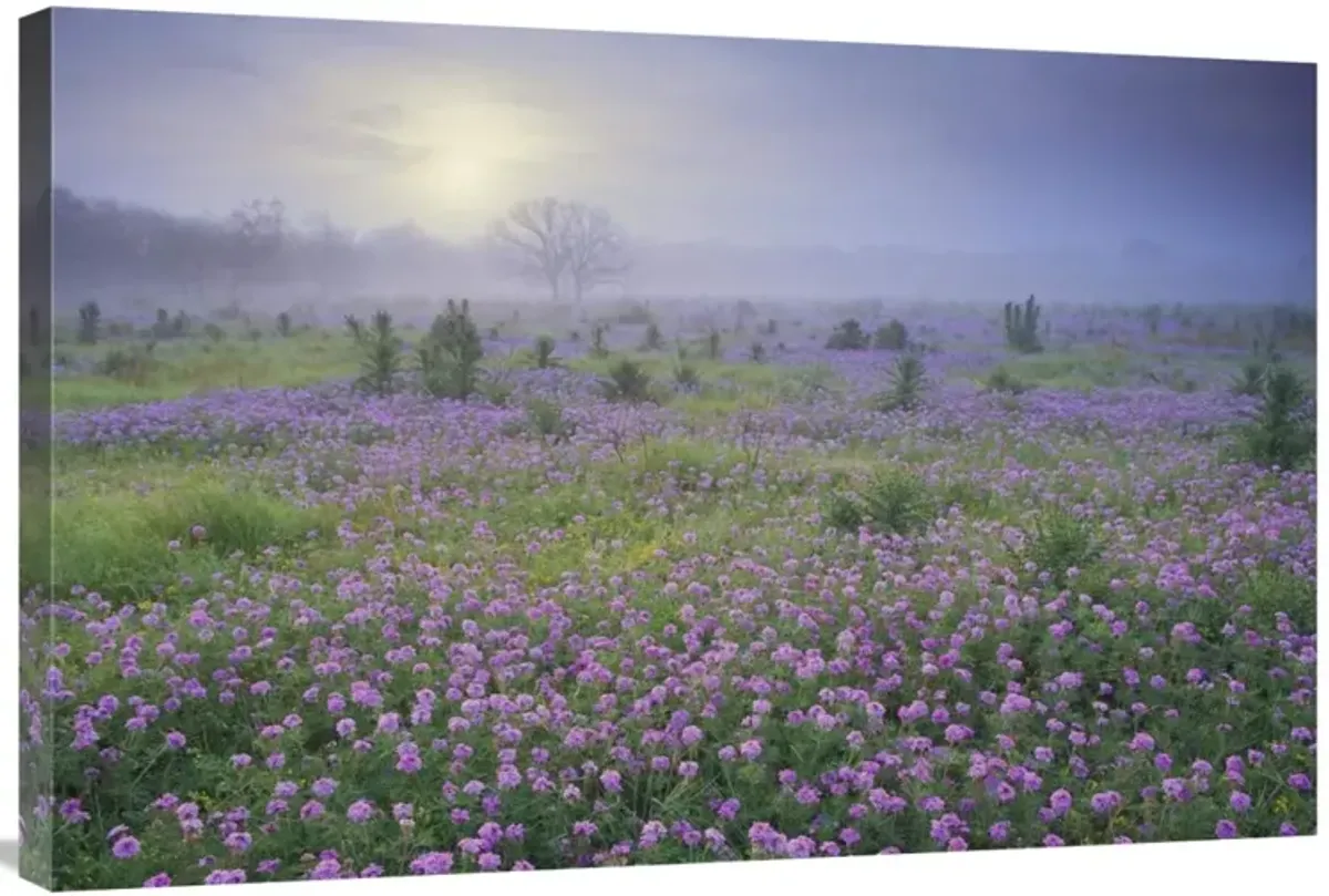 Sand Verbena flower field at sunrise in fog, Hill Country, Texas-Canvas Art-36x24