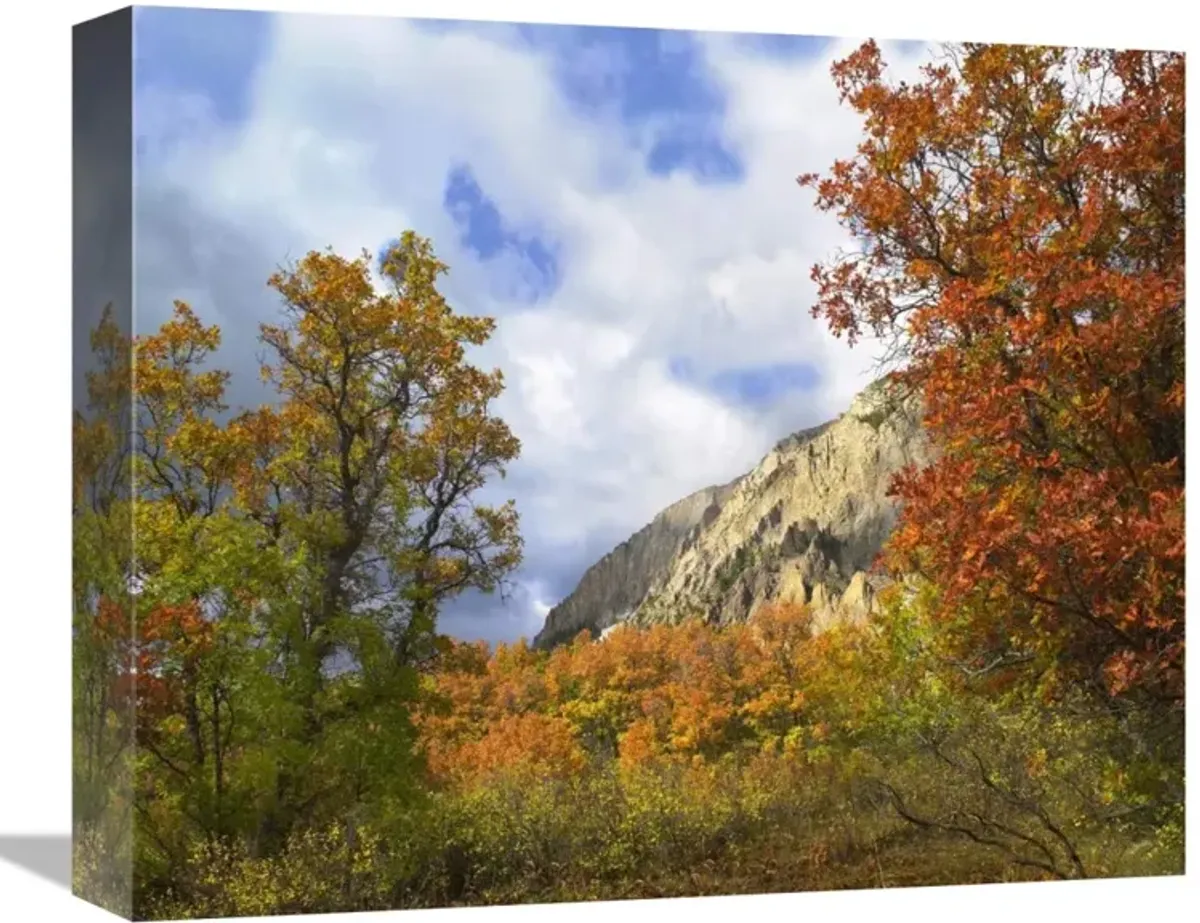 Trees and shrubs in autumn, Marcellina Mountain, Raggeds Wilderness, Colorado-Canvas Art-16x13.28