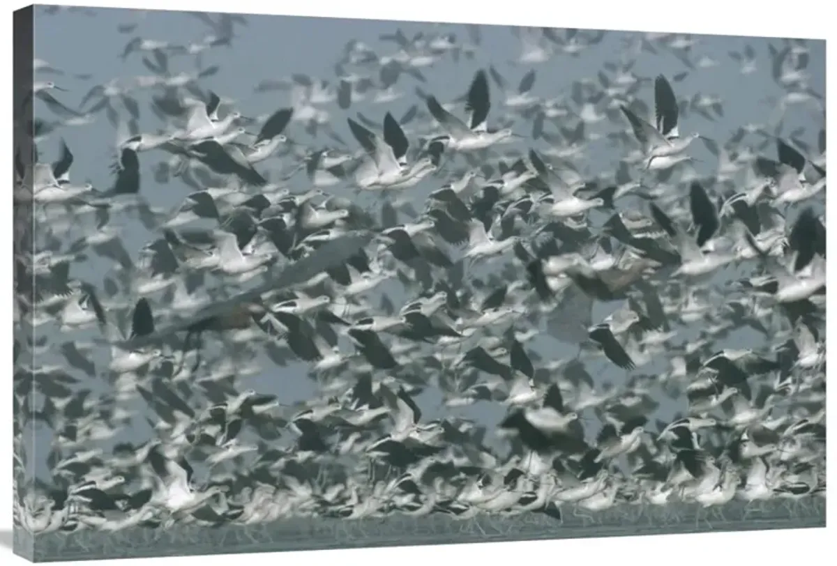 American Avocet flock erupting into flight, North America-Canvas Art-36x24