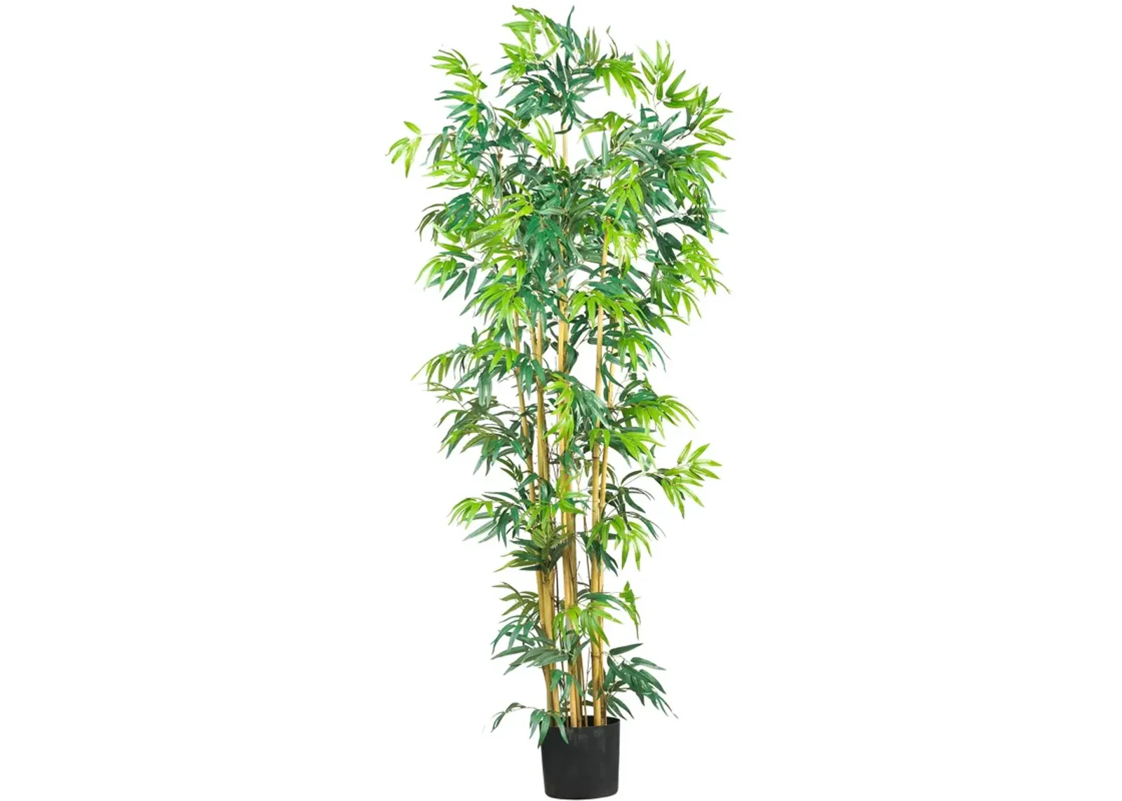 HomPlanti 6 Feet Multi Bambusa Bamboo Silk Tree