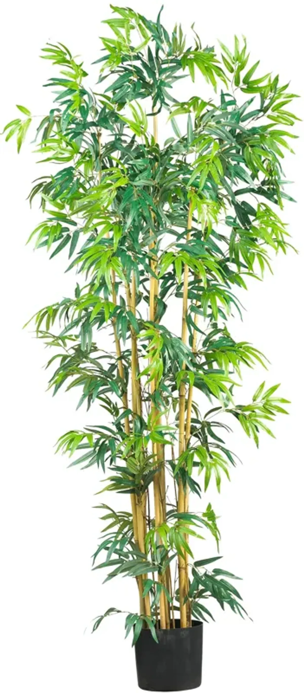 HomPlanti 6 Feet Multi Bambusa Bamboo Silk Tree