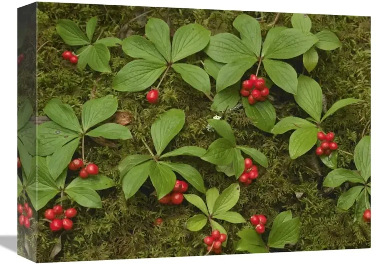 Bunchberry growing amid Sphagnum Moss, North America-Canvas Art-16x12