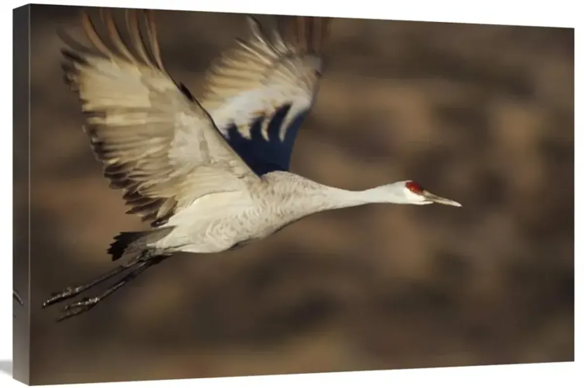 Sandhill Crane flying, Bosque Del Apache, New Mexico-Canvas Art-30x20