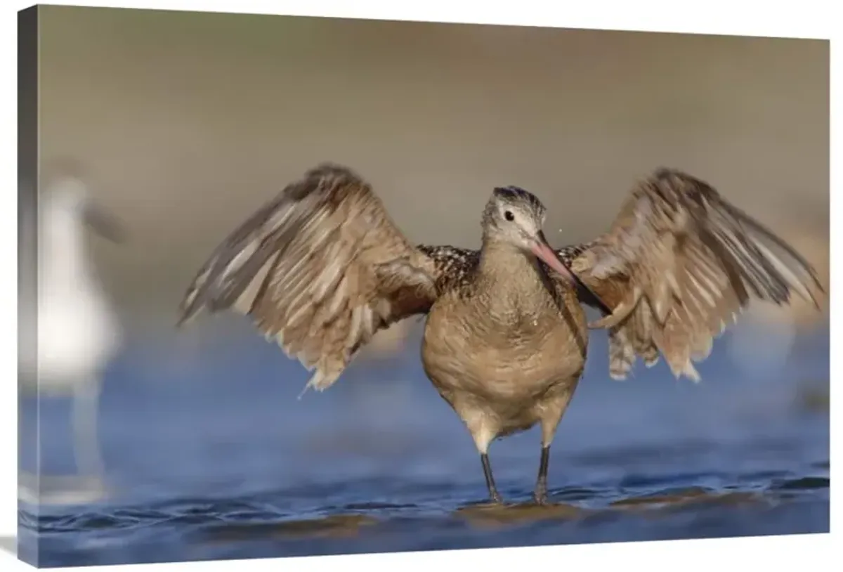 Marbled Godwit stretching its wings, California-Canvas Art-36x24