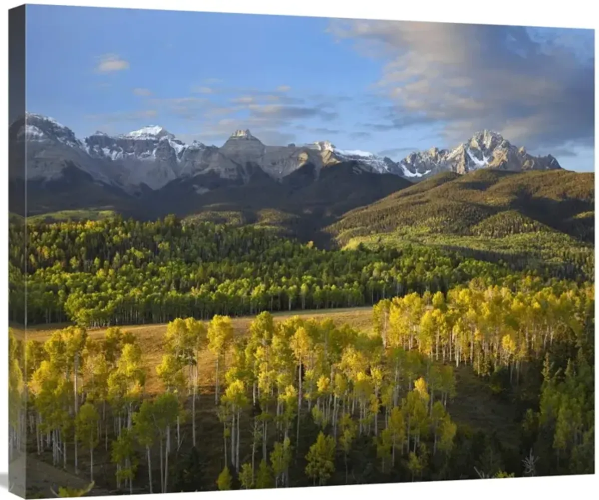 Quaking Aspen forest and Mount Sneffels, San Juan Mountains, Colorado-Canvas Art-30x24.9