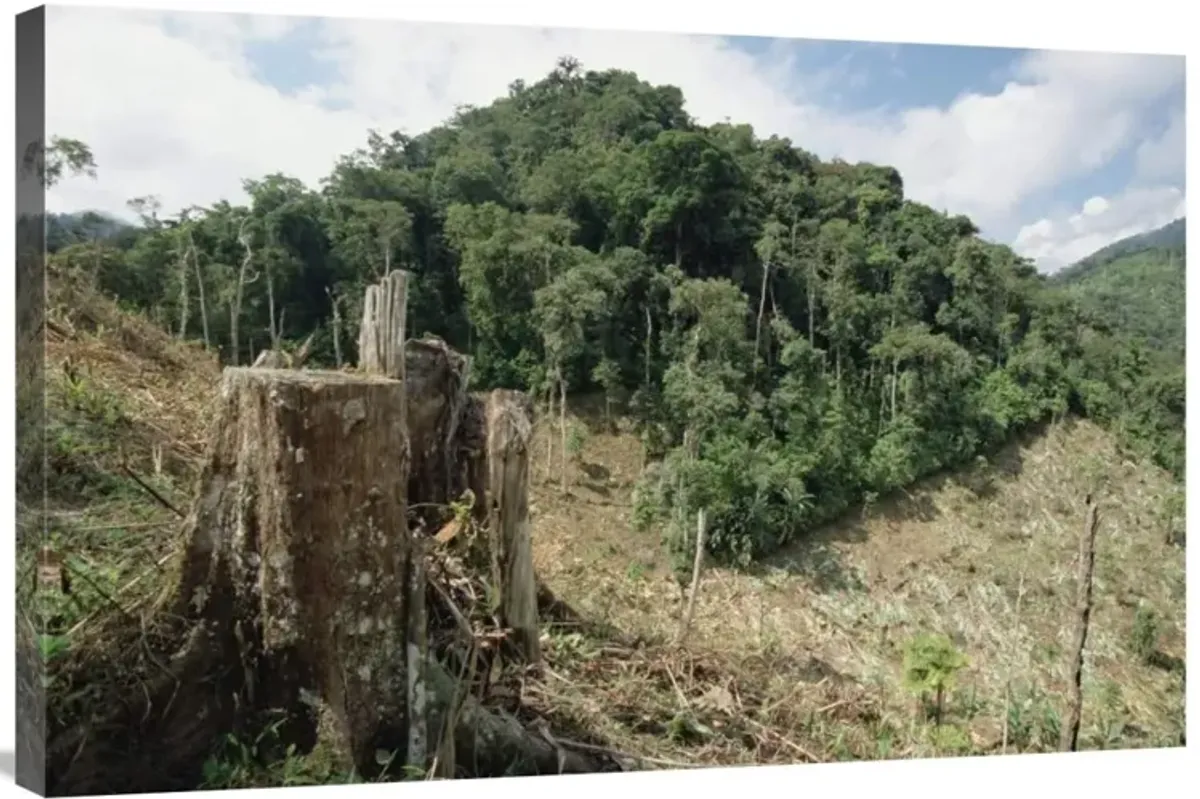 Deforested hillside of wet montane rainforest near Los Cedros Biological Reserve, Choco Phytogeographic region, northwest Ecuador-Canvas Art-36x24