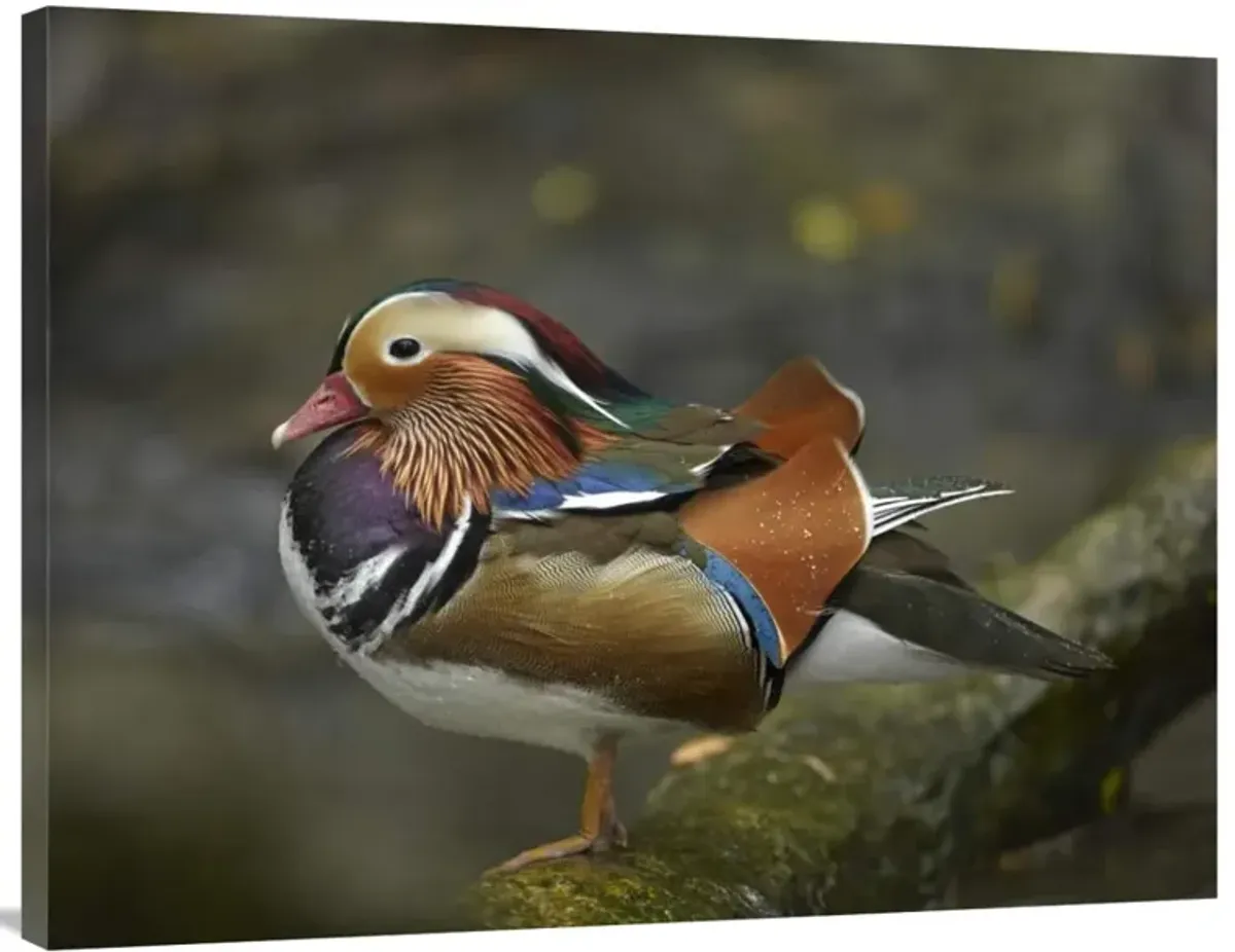 Mandarin Duck male, Jurong Bird Park, Singapore-Canvas Art-40x30