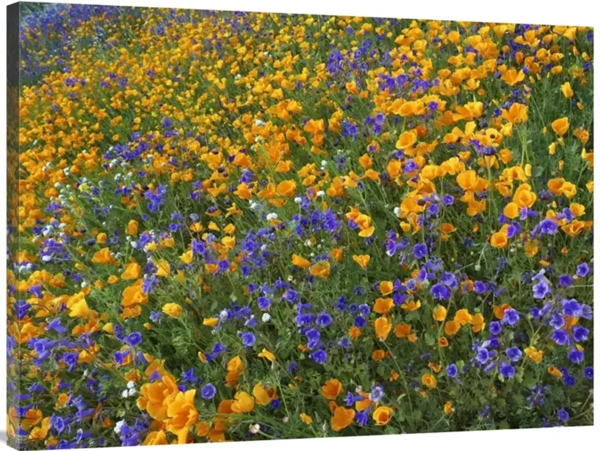 California Poppy and Desert Bluebell flowers, Antelope Valley, California-Canvas Art-40x30