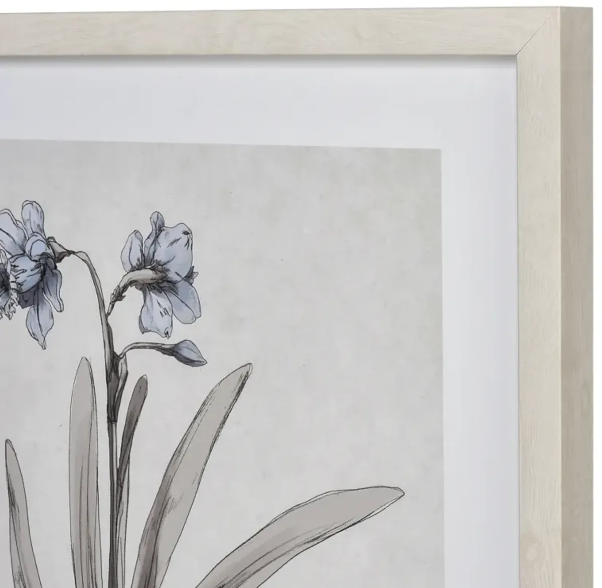 Daffodil Botanic Framed Wall Art