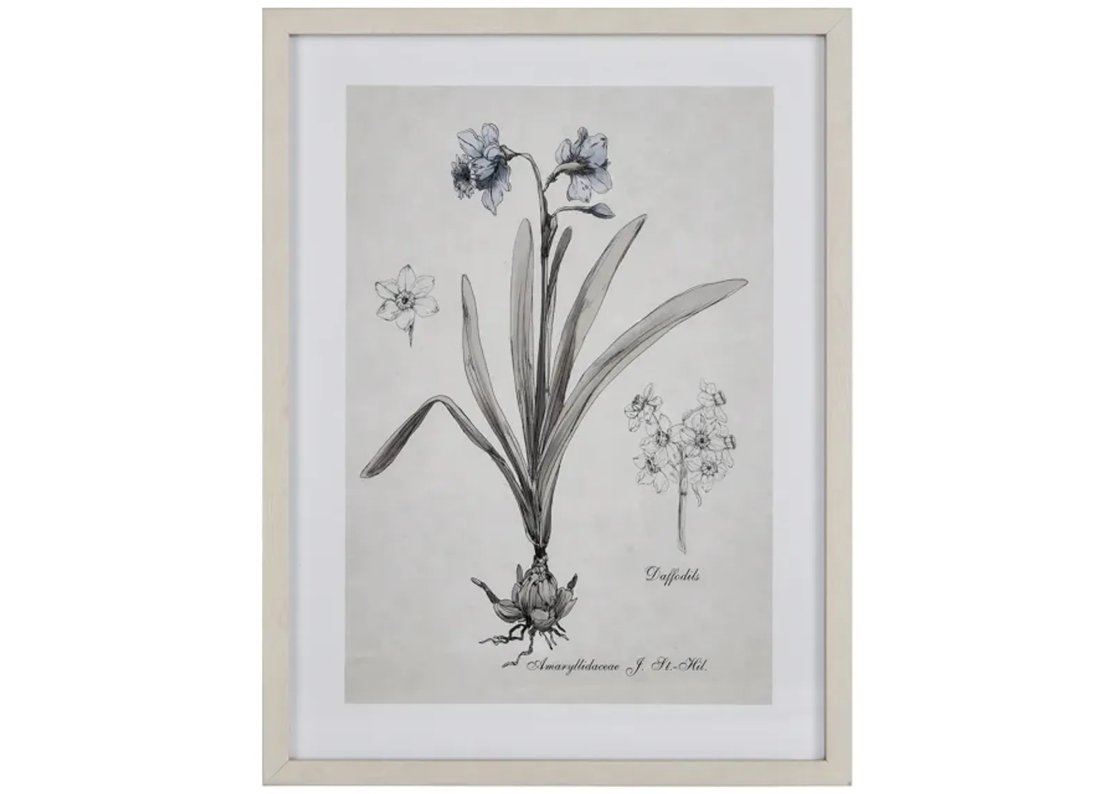 Daffodil Botanic Framed Wall Art